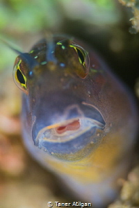 Blenny from the first dive in UAE. f9, no crop. by Taner Atilgan 